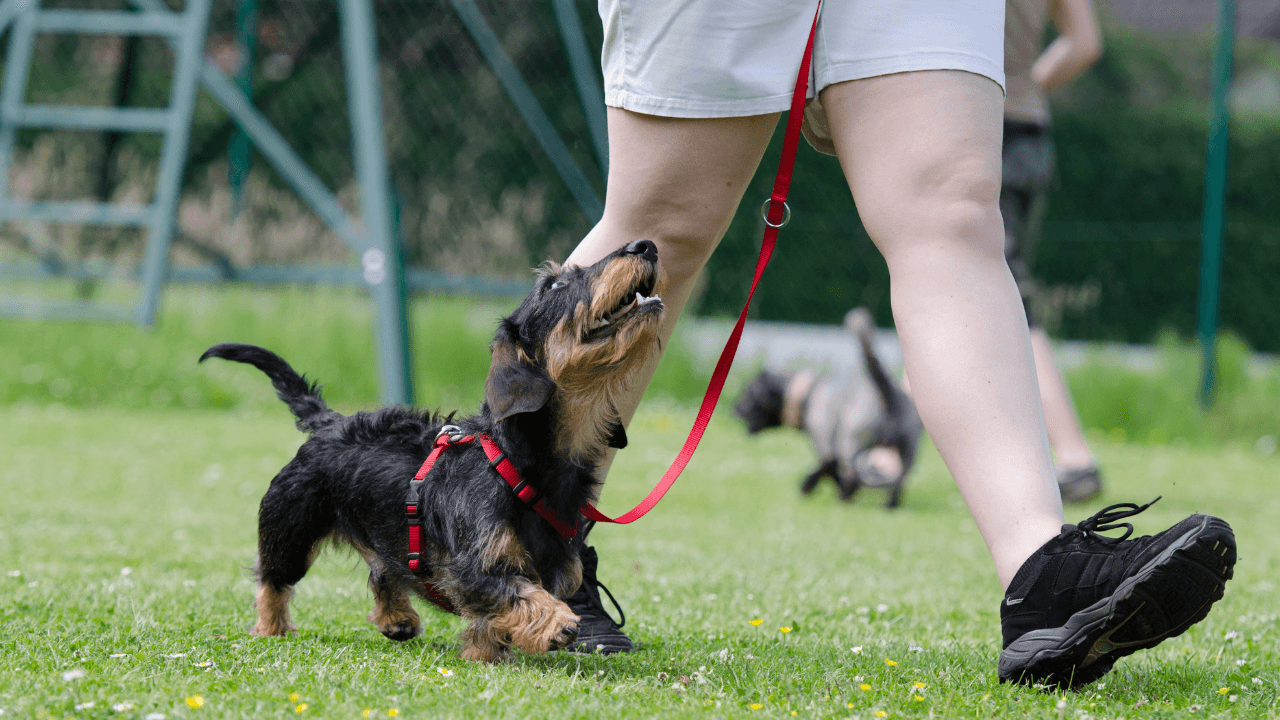 The Right Time to Take Newborn Puppies Outdoors - Artemis Whelping